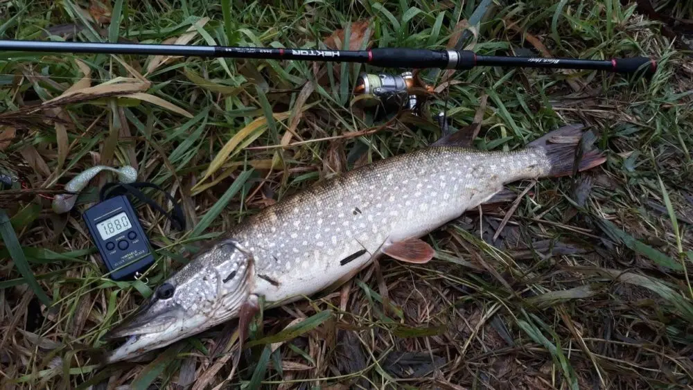 Do pike bite in the rain? Pike fishing in rainy weather