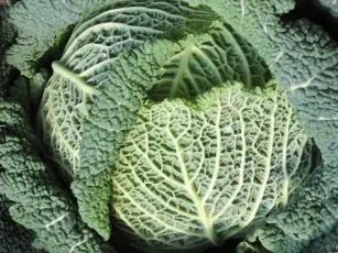 Do you follow a cabbage diet? Check if it is healthy and effective!