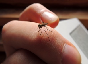 Don&#8217;t let the mosquito spoil your blood&#8230;