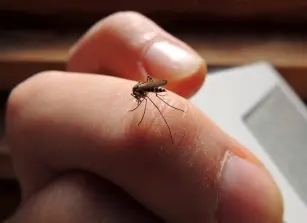 Don&#8217;t let the mosquito spoil your blood&#8230;