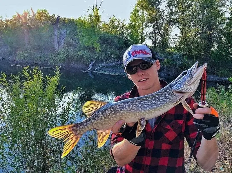 Donka for pike fishing