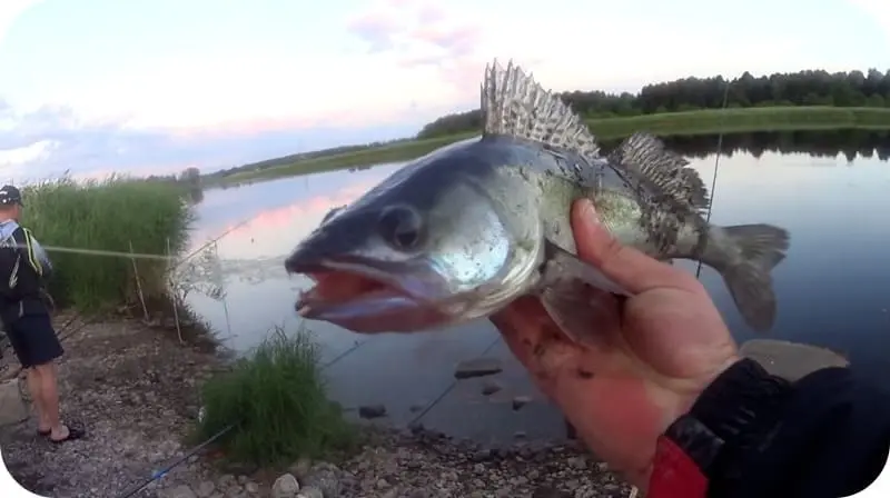 Donka for pike perch - equipment from the shore, ways of catching fish