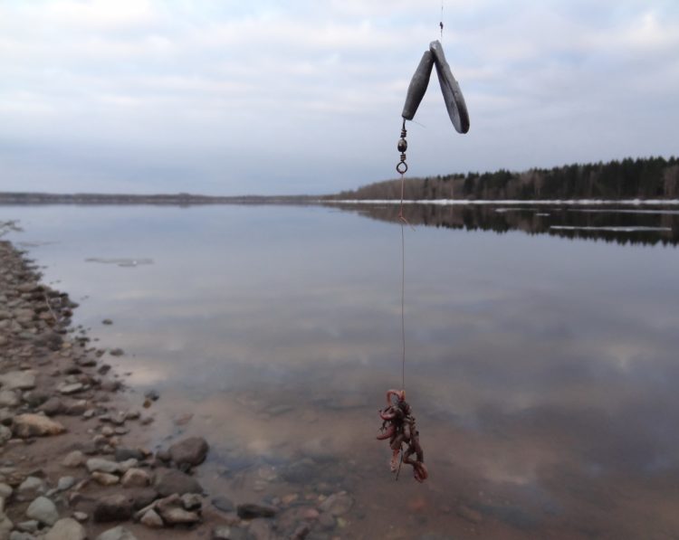 Donka on burbot: fishing features and effective equipment