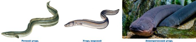 Eel: description of fish, types of eels, habitat, reproduction