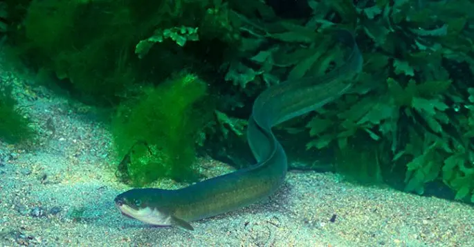 Eel: description of fish, types of eels, habitat, reproduction