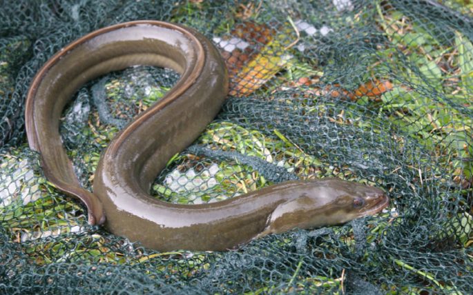 Eel: description of fish, types of eels, habitat, reproduction