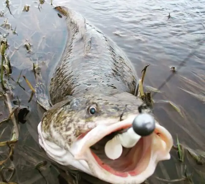 Features of catching burbot in February