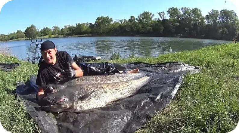 Features of catching catfish on the donk: the choice of bait, tackle, rods