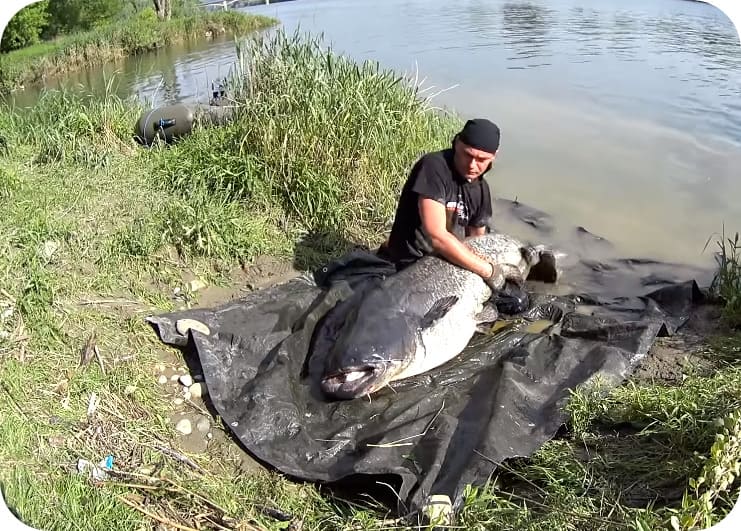Features of catching catfish on the donk: the choice of bait, tackle, rods