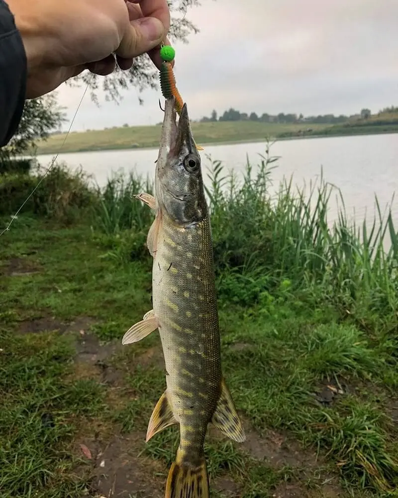 Features of catching pike on zherlitsy in the spring