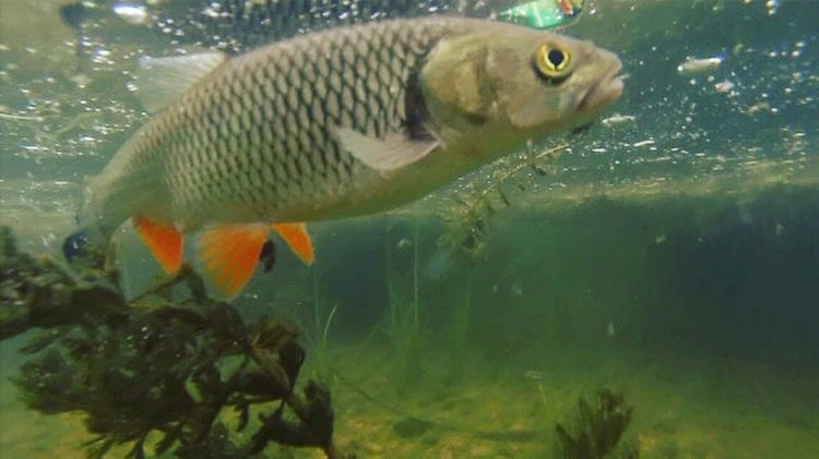 Fitur memancing chub: cara memancing yang efektif, menemukan ikan, dan umpan terbaik