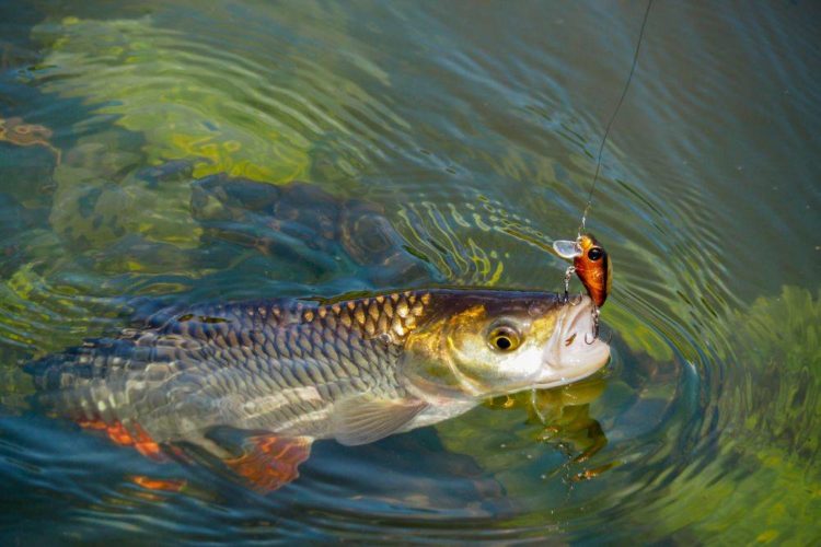 Features of chub fishing: effective ways of fishing, finding fish and the best baits