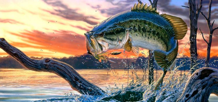 Harmonogram brania ryb: co łowić i jakie, jak ryby biorą i gdzie