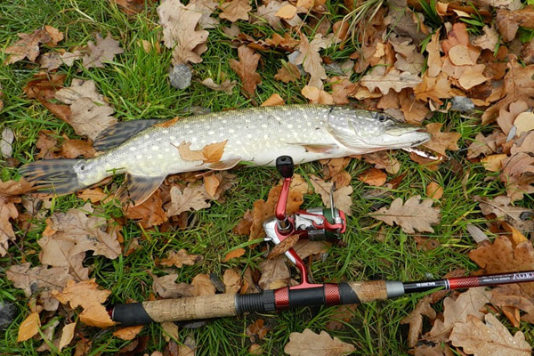 Fish biting schedule: what to fish for and what kind, how the fish bite and where