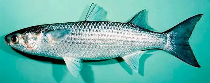 Fish Loban: how and where to catch, delicious recipes, benefits and harms