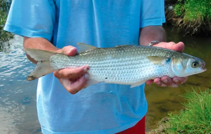 Fish Loban: how and where to catch, delicious recipes, benefits and harms