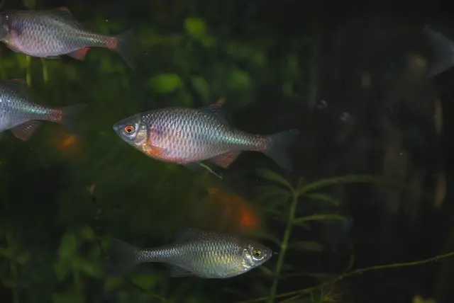 Fish mustard: appearance, habitat, fishing for mustard