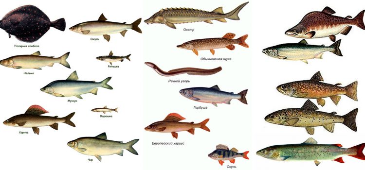 Ryby z Syberii i Dalekiego Wschodu Rosji: opis ze zdjęciem, wędkarstwo