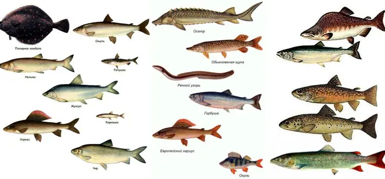 Fish of Siberia and the Far East of Russia: description with photo, fishing