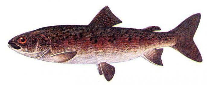 Fish of Siberia and the Far East of Russia: description with photo, fishing