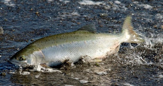 Fish of Siberia and the Far East of Russia: description with photo, fishing