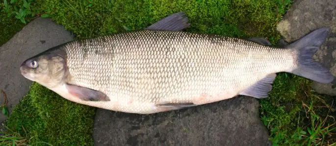 Fish of Siberia and the Far East of Russia: description with photo, fishing