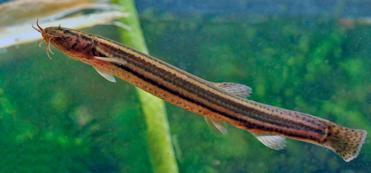 Fish of the loach family: species, description, habitats, fishing