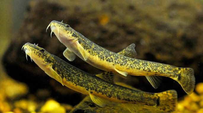 Fish of the loach family: species, description, habitats, fishing