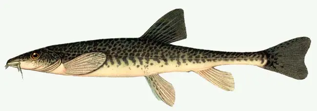 Fish of the loach family: species, description, habitats, fishing