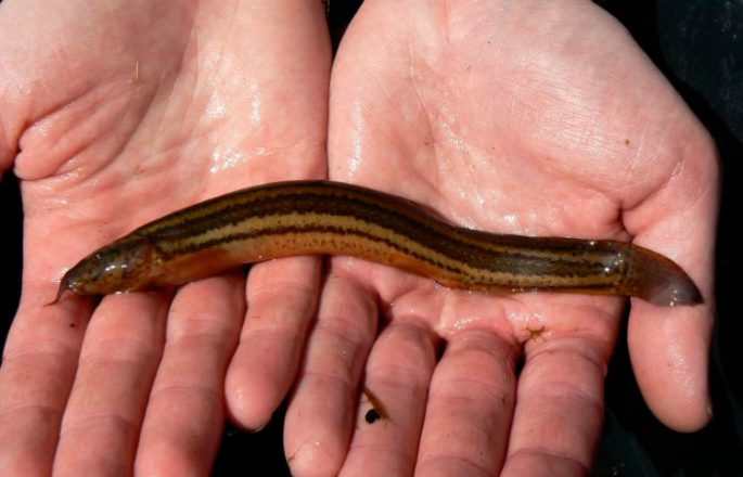 Fish of the loach family: species, description, habitats, fishing