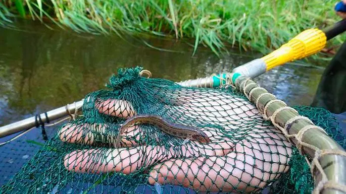 Fish of the loach family: species, description, habitats, fishing