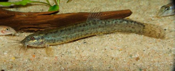 Fish of the loach family: species, description, habitats, fishing