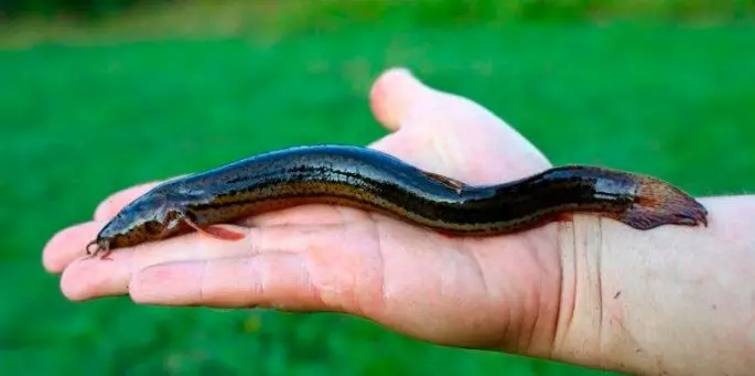 Fish of the loach family: species, description, habitats, fishing