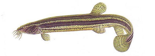 Fish of the loach family: species, description, habitats, fishing