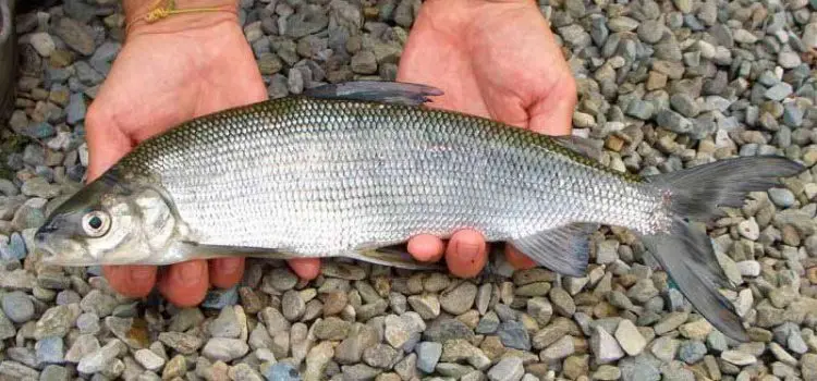 Fish of the whitefish family, a list with names and photos, features of catching whitefish