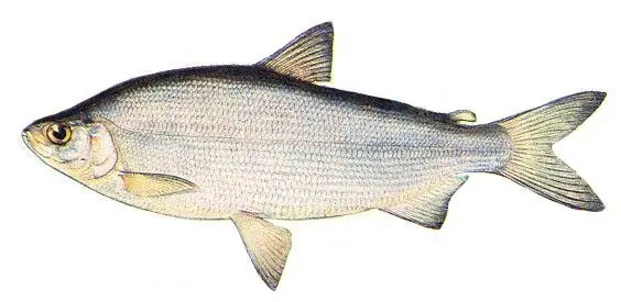 Fish of the whitefish family, a list with names and photos, features of catching whitefish