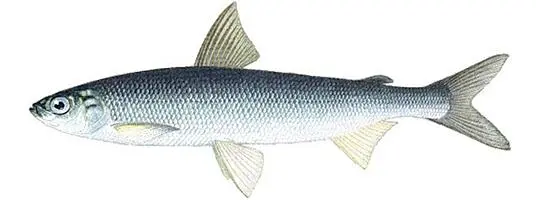 Fish of the whitefish family, a list with names and photos, features of catching whitefish