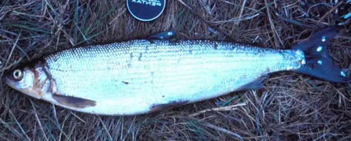 Fish of the whitefish family, a list with names and photos, features of catching whitefish