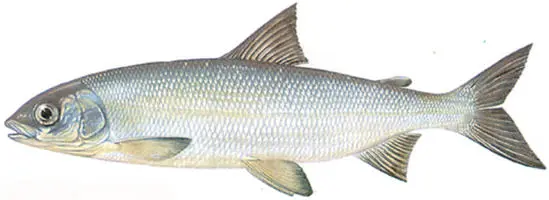 Fish of the whitefish family, a list with names and photos, features of catching whitefish