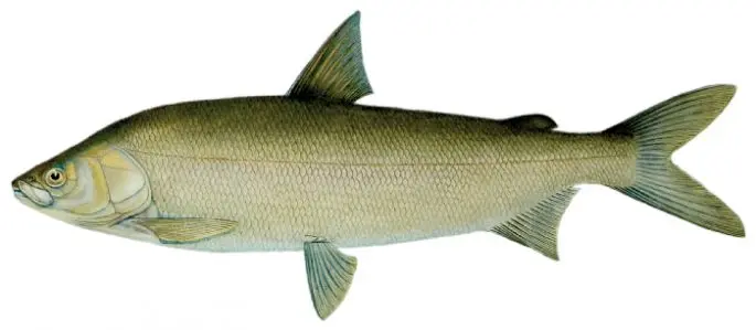 Fish of the whitefish family, a list with names and photos, features of catching whitefish