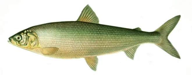 Fish of the whitefish family, a list with names and photos, features of catching whitefish