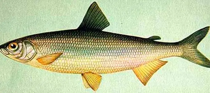 Fish of the whitefish family, a list with names and photos, features of catching whitefish