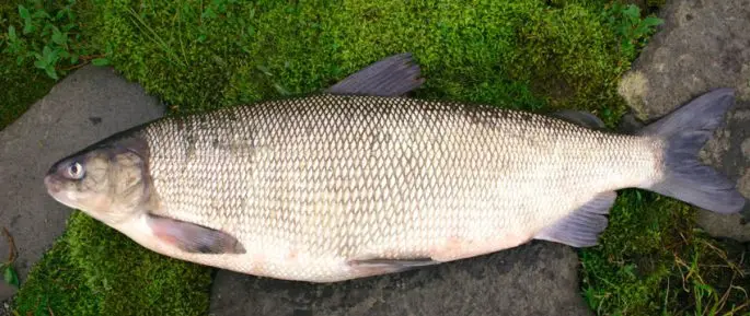 Fish of the whitefish family, a list with names and photos, features of catching whitefish