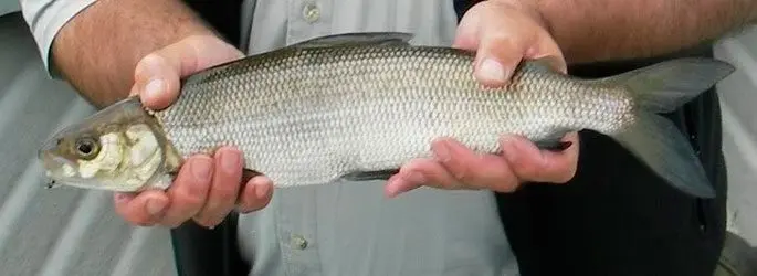 Fish of the whitefish family, a list with names and photos, features of catching whitefish