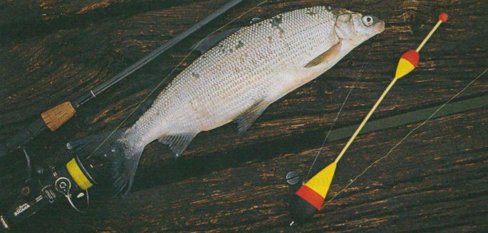 Fish of the whitefish family, a list with names and photos, features of catching whitefish