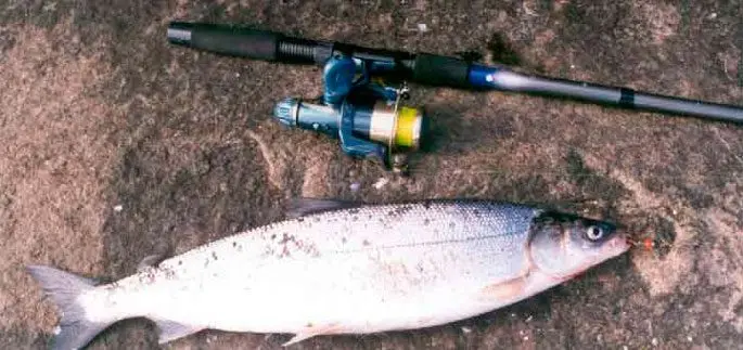 Fish of the whitefish family, a list with names and photos, features of catching whitefish