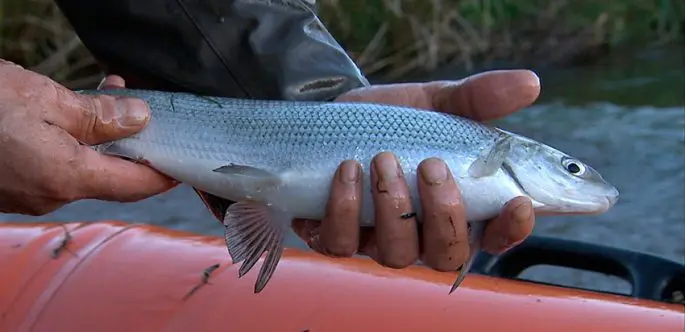 Fish of the whitefish family, a list with names and photos, features of catching whitefish