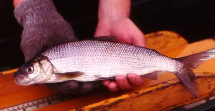 Fish of the whitefish family, a list with names and photos, features of catching whitefish