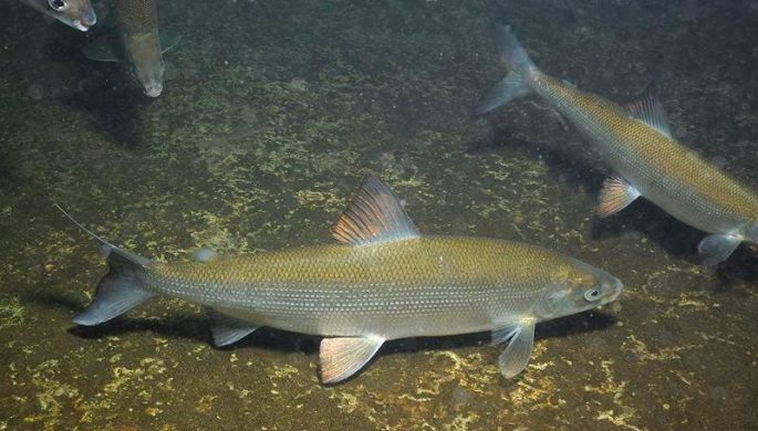 Fish of the whitefish family, a list with names and photos, features of catching whitefish