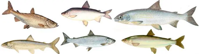 Fish of the whitefish family, a list with names and photos, features of catching whitefish